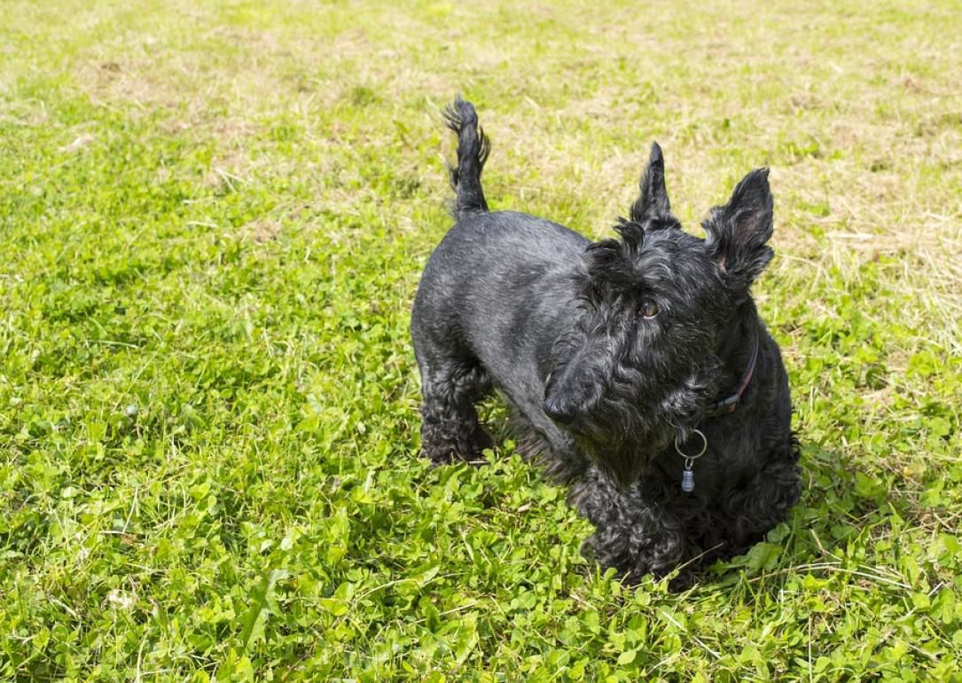 #14. Scottish Terrier